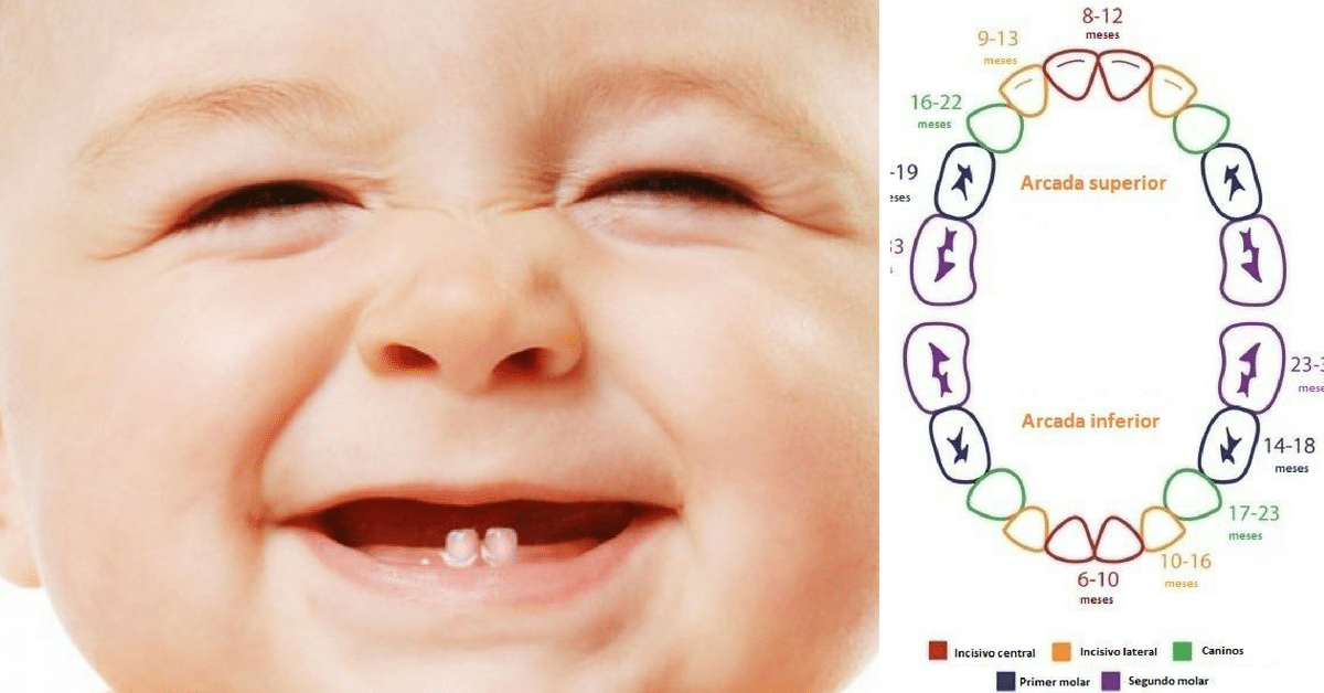 Nascimento Primeiros Dentes