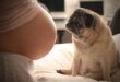 cachorro salva gravida