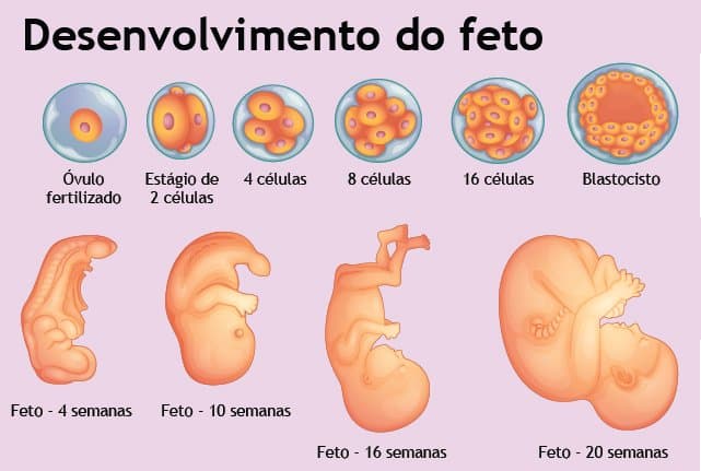 fases gestacao