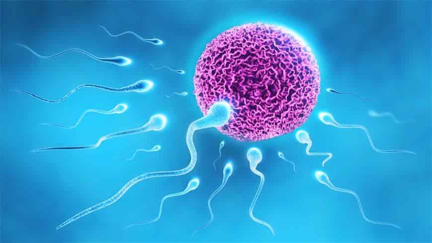 Conheça a Diferença Entre Inseminação Artificial e Fertilização In Vitro fertilizacao