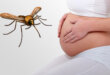 zika na gravidez